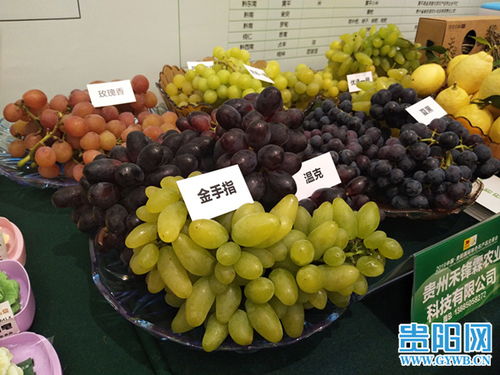 2019中國(guó)貴陽(yáng)國(guó)際特色農(nóng)產(chǎn)品交易會(huì)盛大開(kāi)幕，農(nóng)產(chǎn)品貿(mào)易迎來(lái)新機(jī)遇