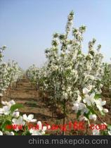 供應(yīng)海棠樹苗——懷來縣金海棠農(nóng)產(chǎn)品貿(mào)易中心優(yōu)質(zhì)喬木資源